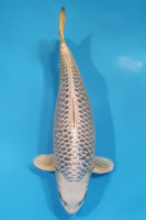 Botan Lignée Dainichi