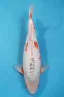 Shusui