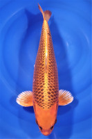 Kin Matsuba