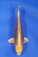 Botan Lignée Dainichi