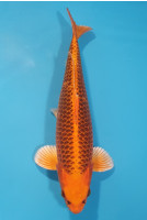 Kin Matsuba