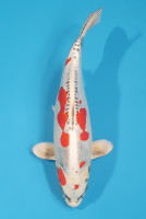 Beni Kikokuryu