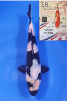 Shiro Utsuri 1er Prix FKS 2024 