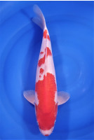 Kohaku