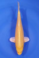 Yamabuki