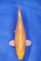 Yamabuki