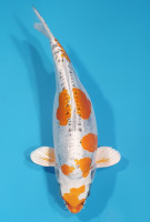 Beni Kikokuryu