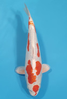 Kikusui