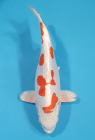 Kikusui