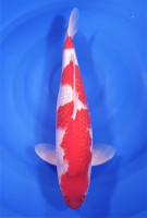 Ginrin Kohaku
