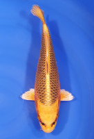 Kin Matsuba