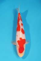 Kohaku