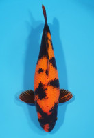 Hi Utsuri 