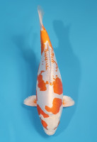 Kikusui
