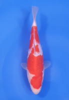 Kohaku