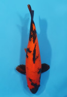 Hi Utsuri