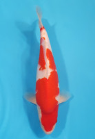 Kohaku