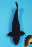 Magoi
