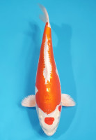 Maruten Kikusui 