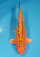 Mizuho