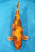 Kin Ki Utsuri