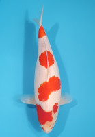Kohaku