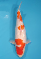 Ginrin Kohaku