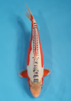 Shusui