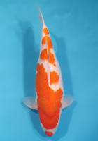 Kohaku