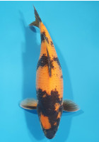 Hi Utsuri