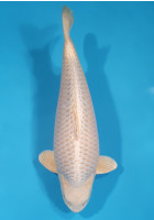 Mukashi Lignée Dainichi
