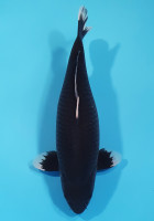Hajiro 
