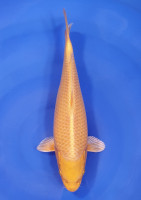 Yamabuki