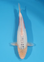 Shusui