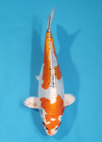 Beni Kikokuryu