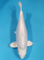 Ginrin Purachina