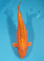 Mizuho