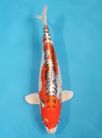 Beni Kikokuryu