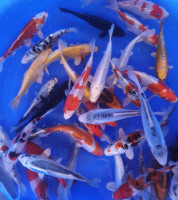 Mix Tosai 16-19cm