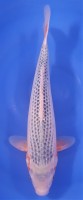 Asagi 38cm