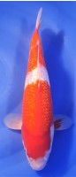 Ginrin Kohaku 38cm