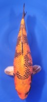 Kin Ki Utsuri 43cm