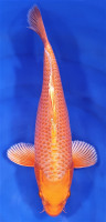 Orenji 