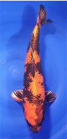 Kin Ki Utsuri