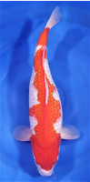 Ginrin Kohaku 49cm
