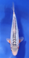 Shusui 35cm