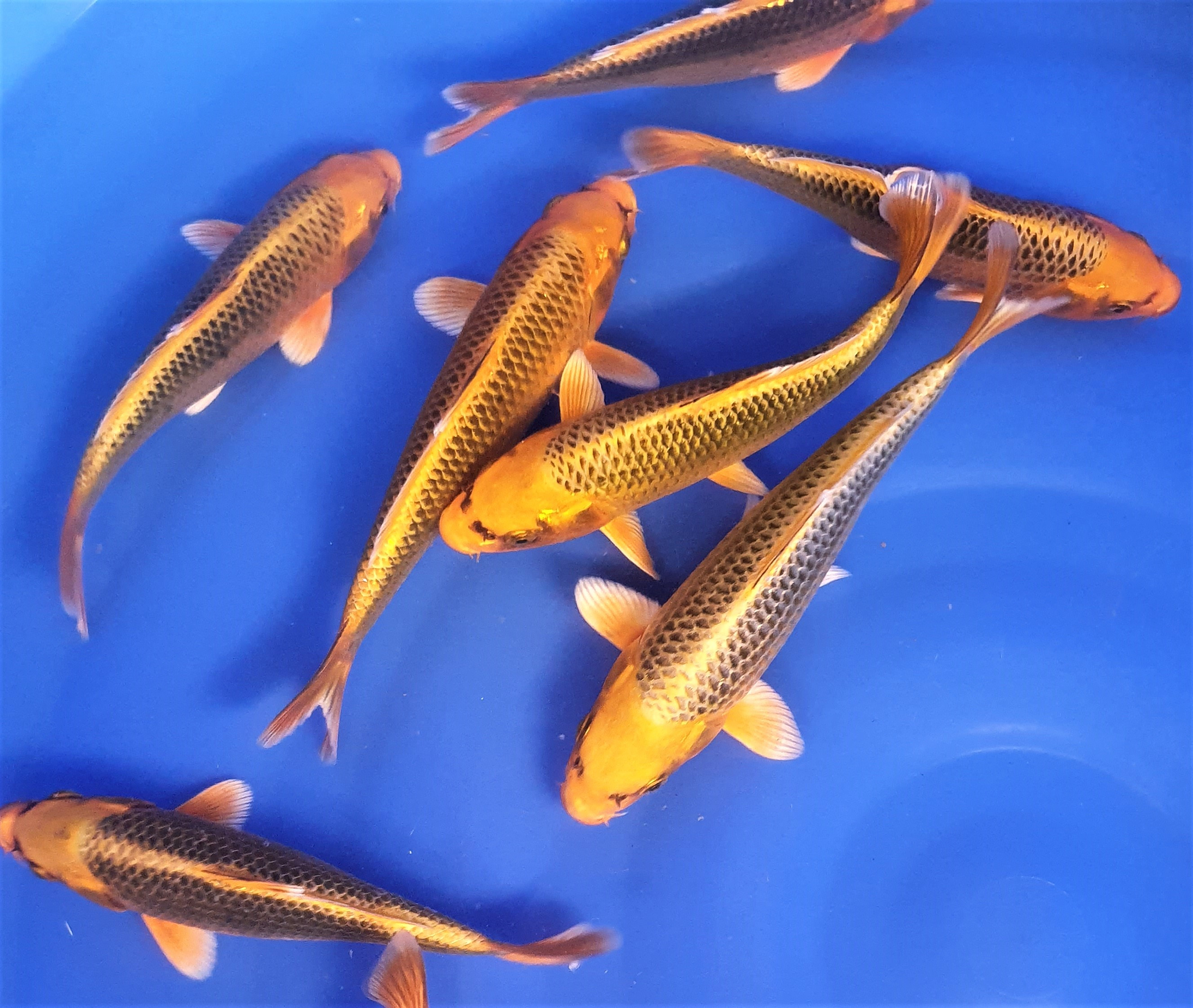 Koi France Spécialiste de la vente en ligne de carpe koï Japon et 