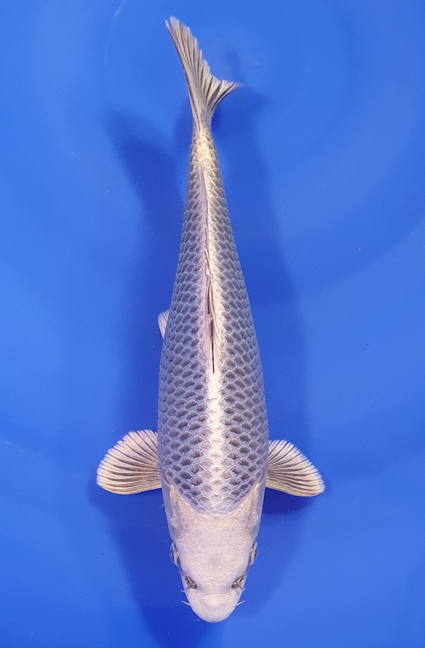 Botan Lignée Dainichi