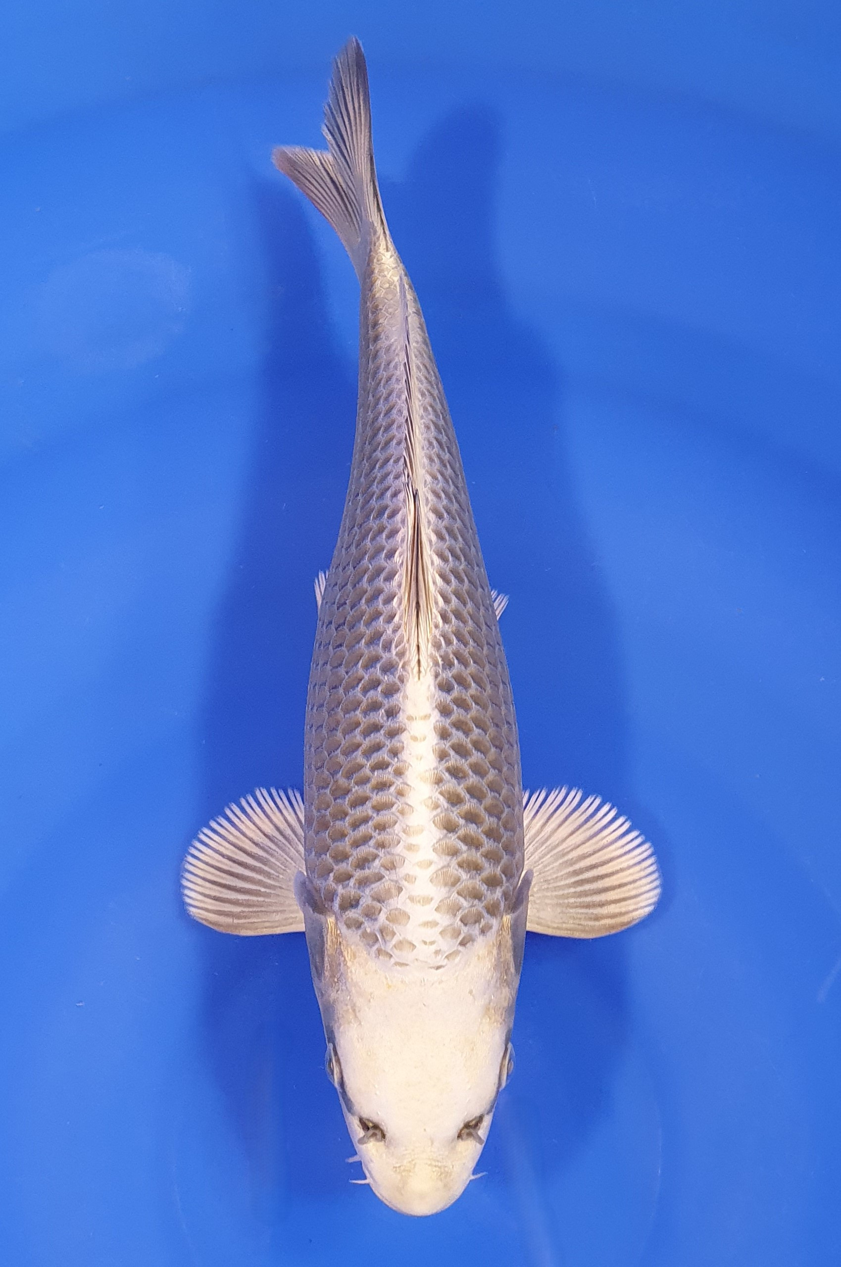 Botan Lignée Dainichi
