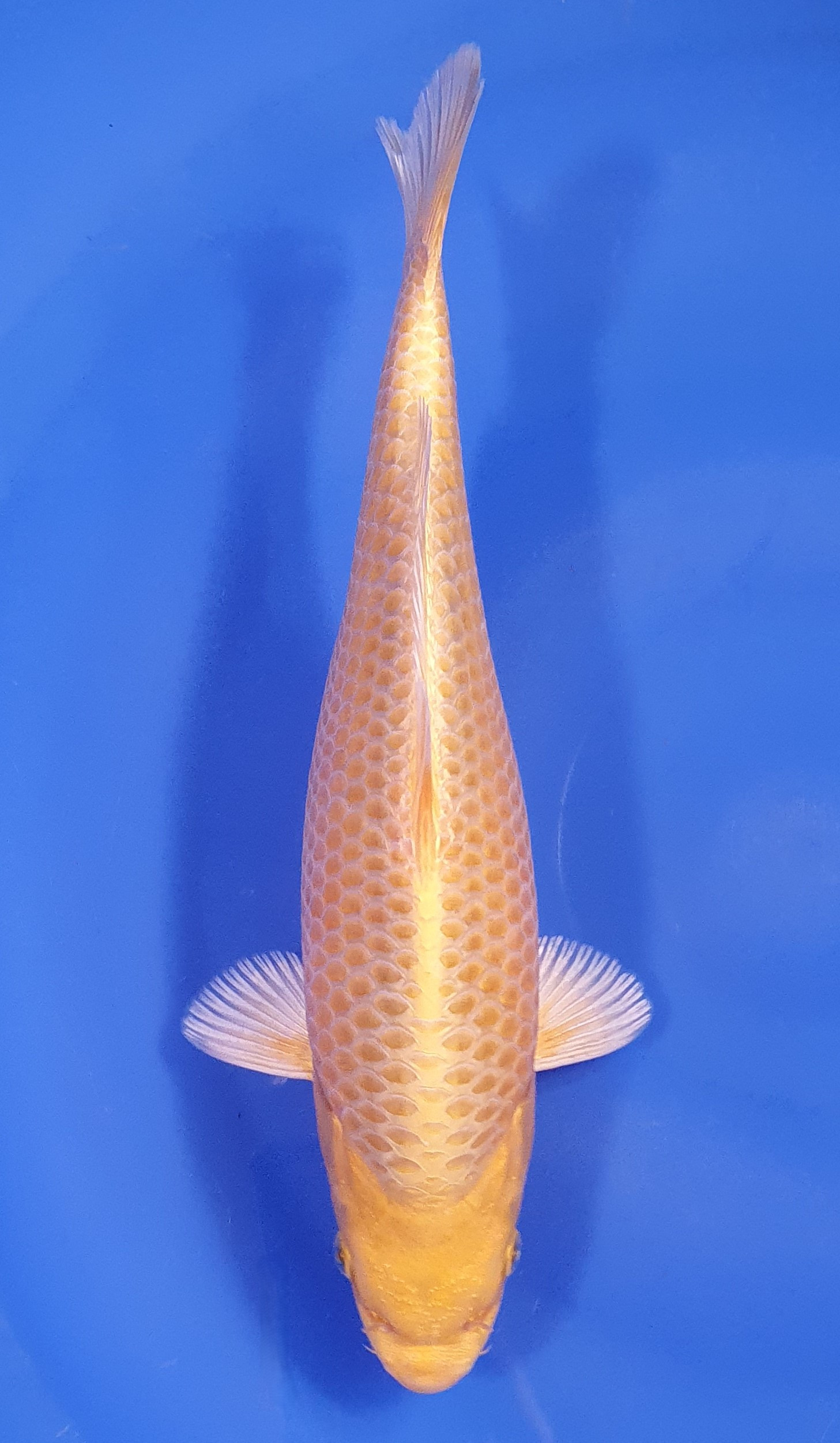 Yamabuki
